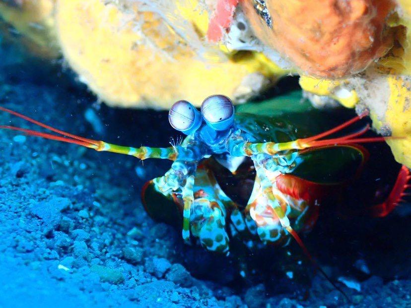 Dive+ Post Selection