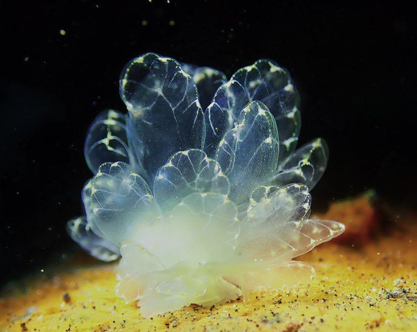 Dive+ Post Selection