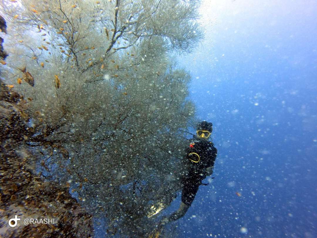Dive+领路人的帖子