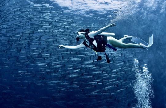 Dive+社區(qū)熱門作者