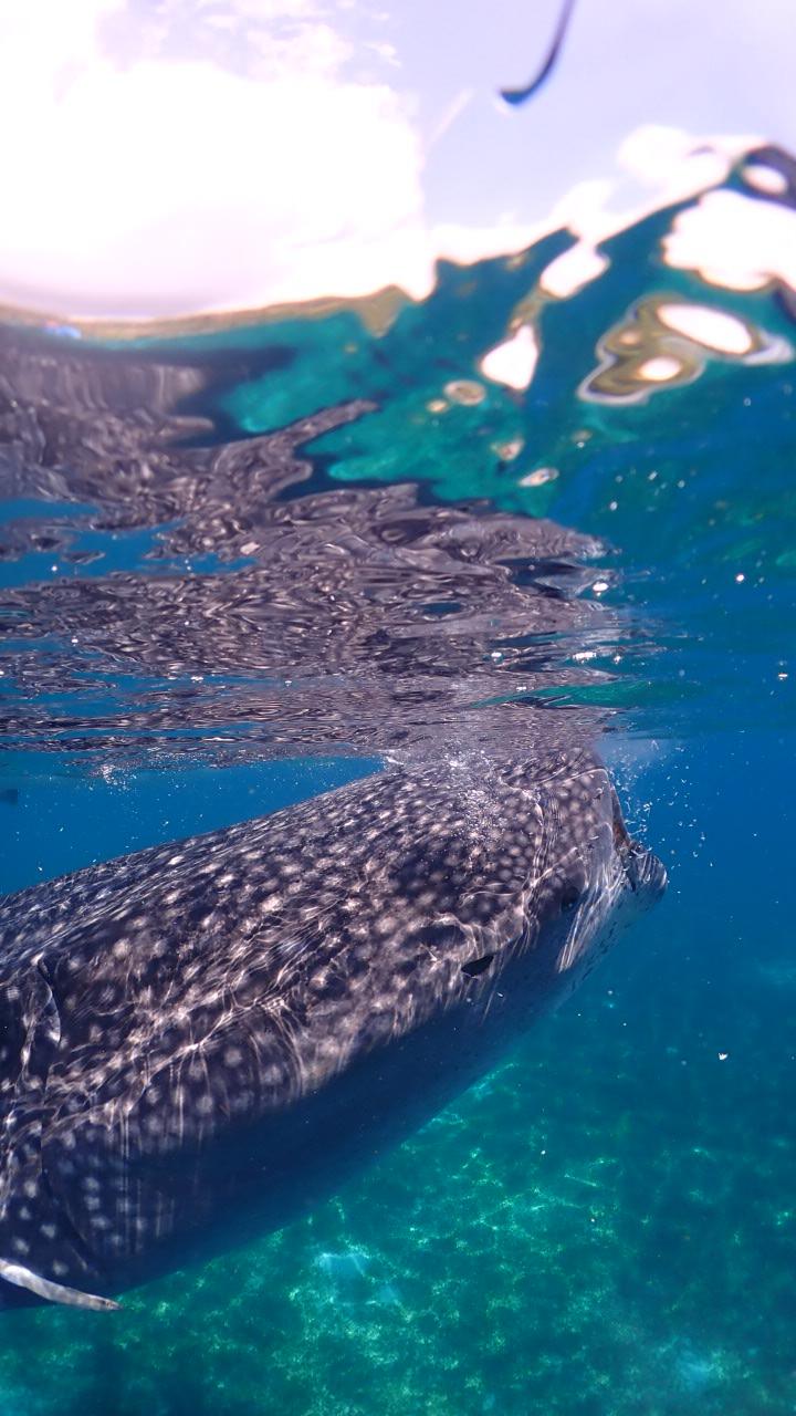 Dive+ Guide Selection