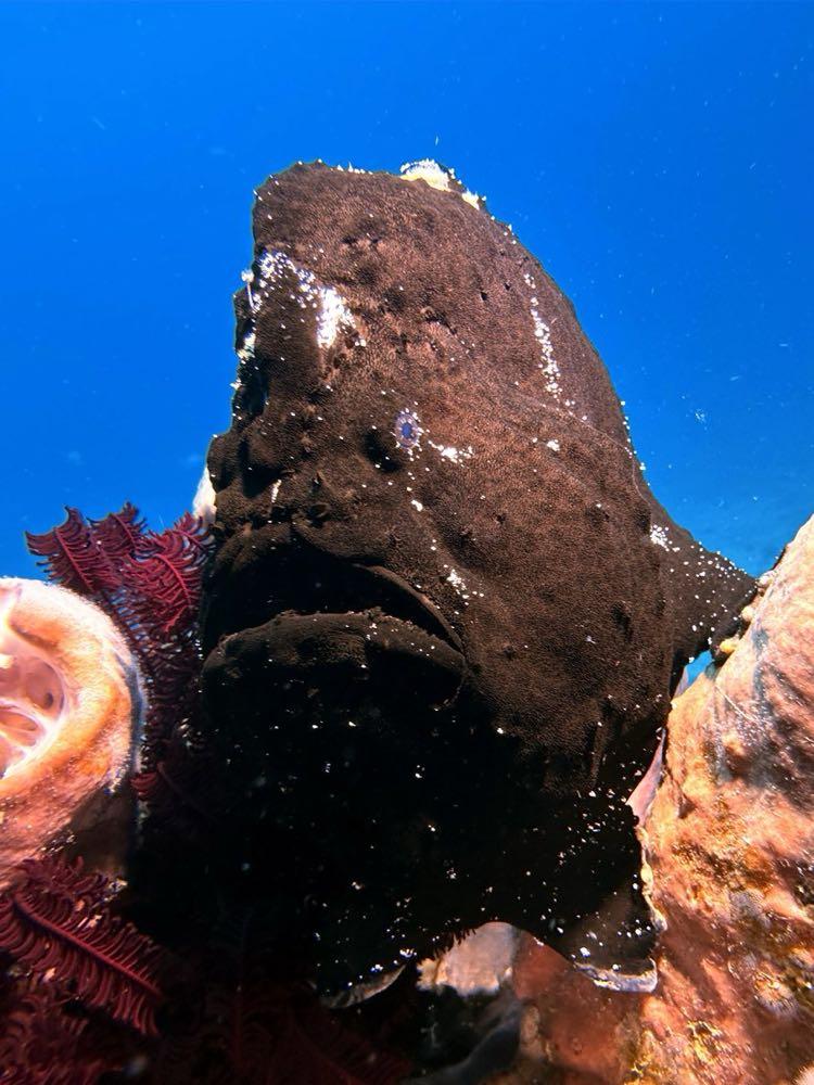 Dive+領路人的帖子