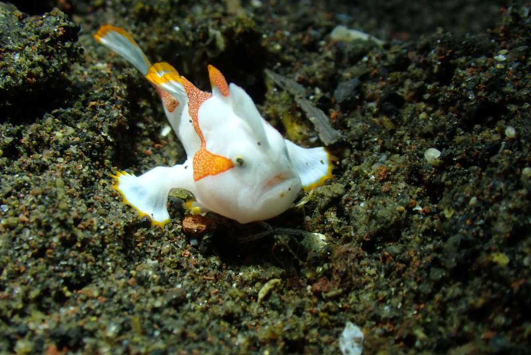 Dive+ Post Selection