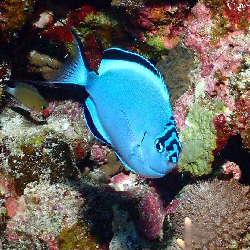 Dive+ Post Selection