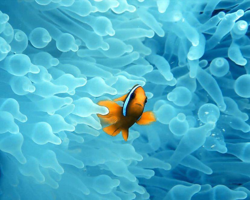 Dive+領路人的帖子