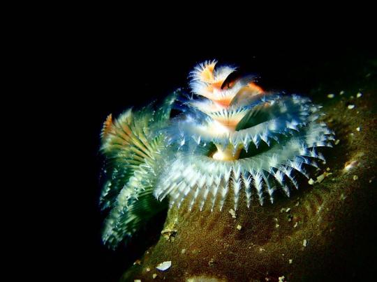 Dive+社區(qū)熱門帖子