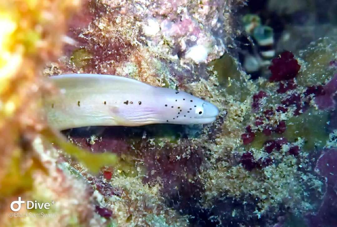 Dive+领路人的帖子