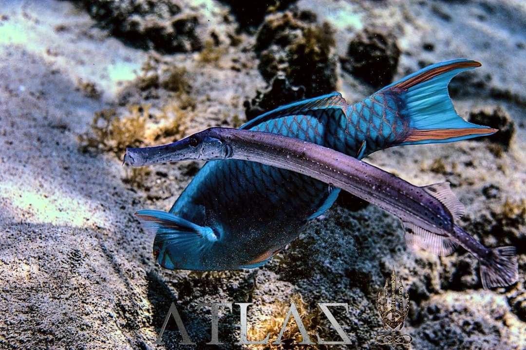 Dive+领路人的帖子