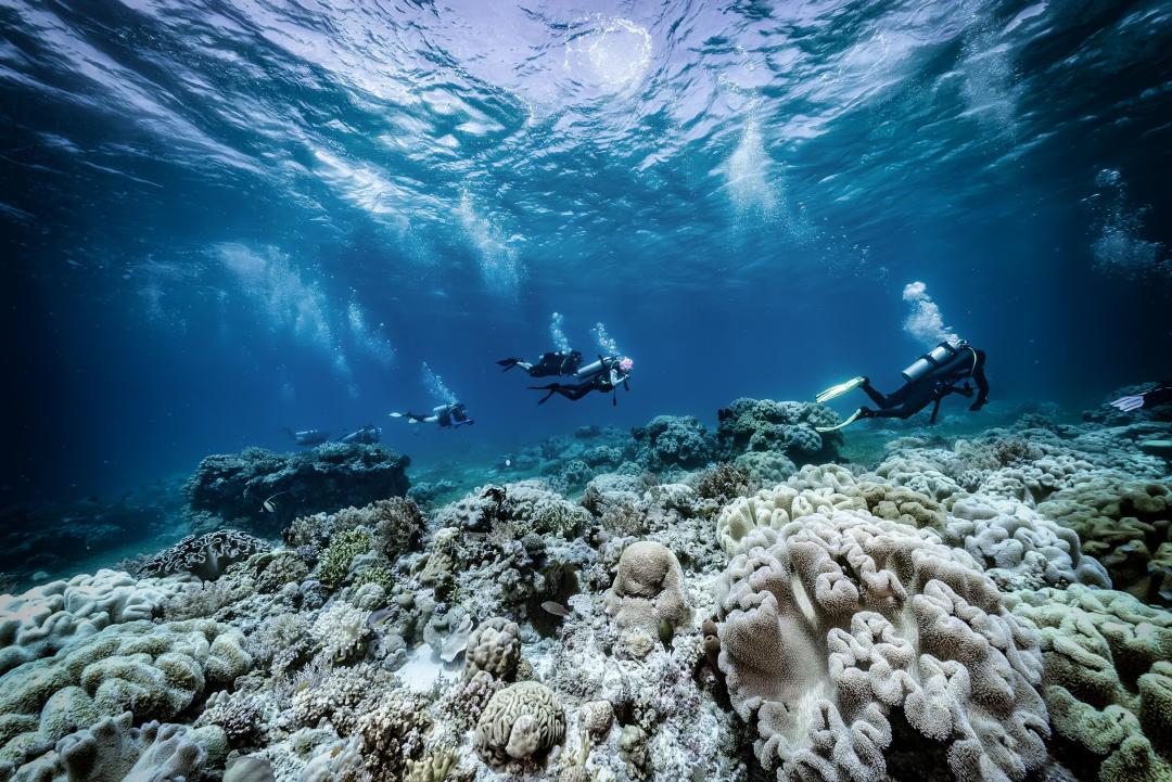 Dive+ Guide Selection