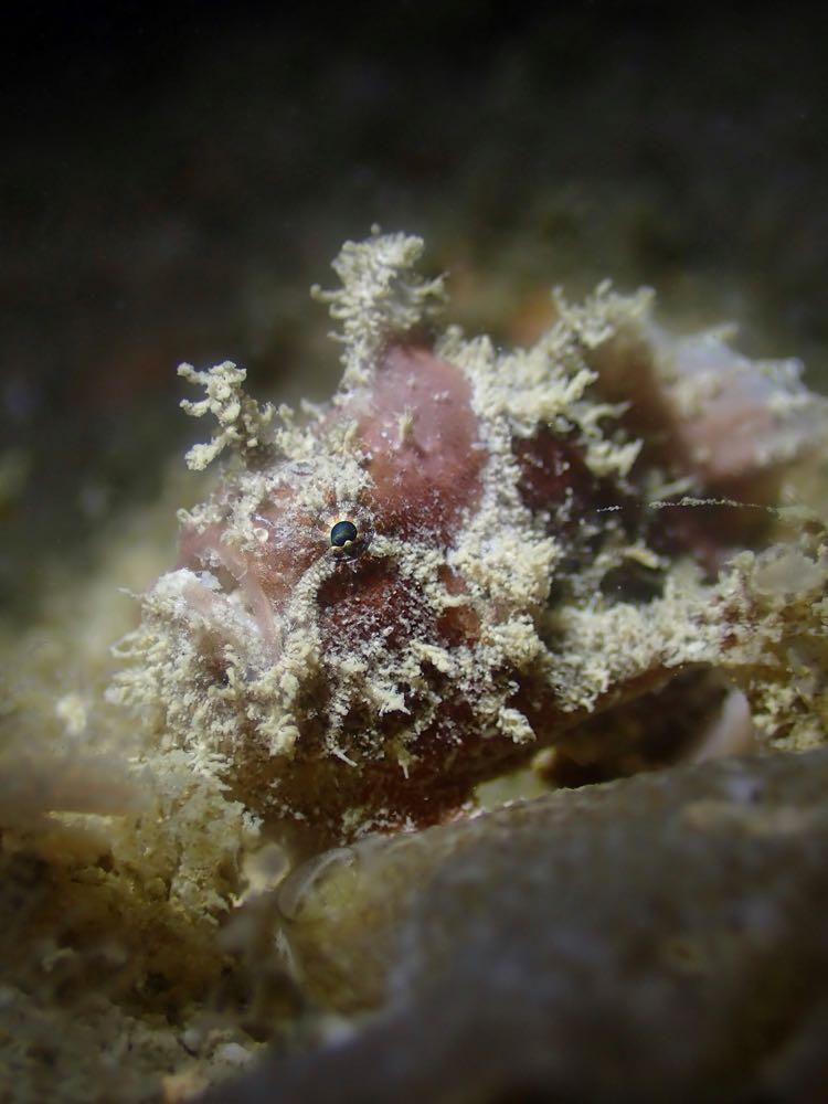 Dive+ Post Selection