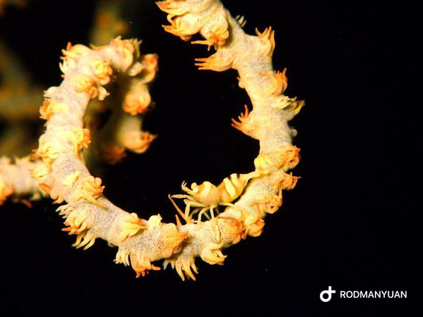 Dive+ Post Selection