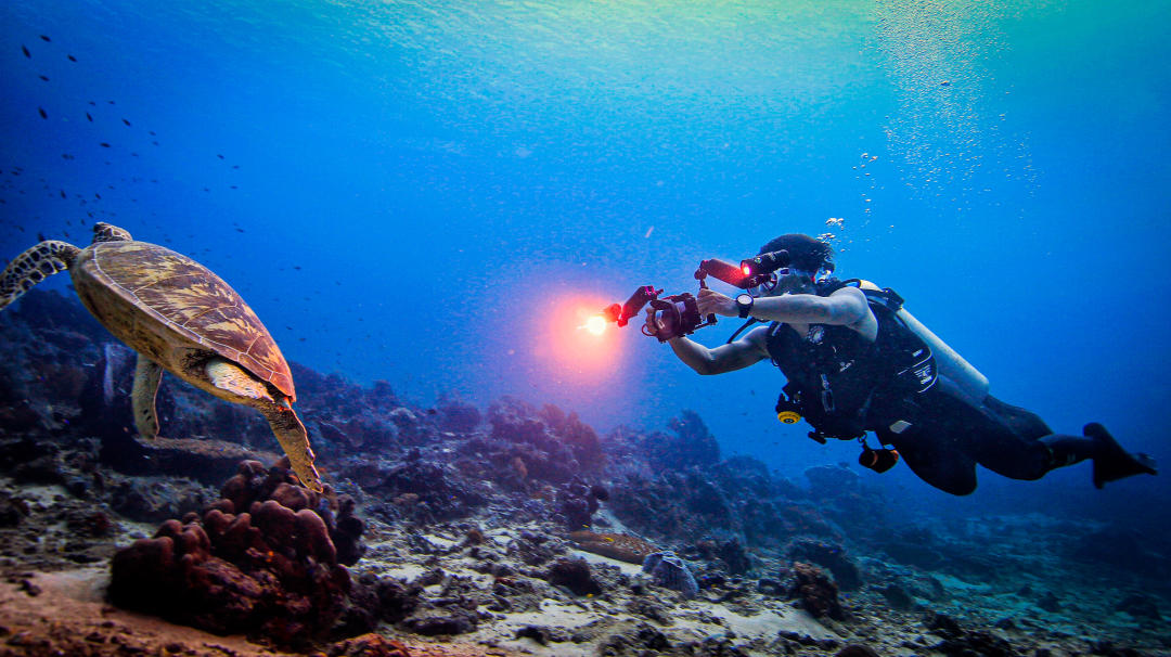 Dive+ Guide Selection