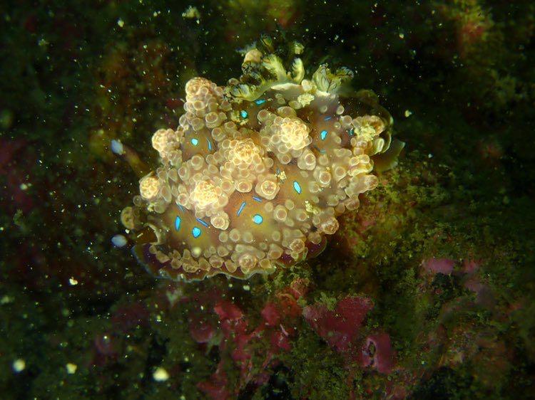 Dive+領路人的帖子