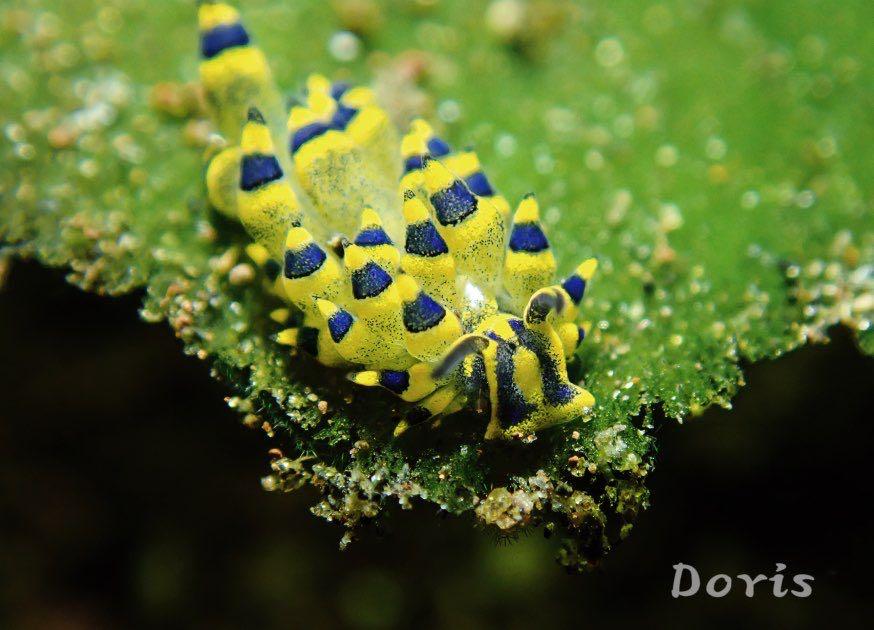 Dive+ Post Selection