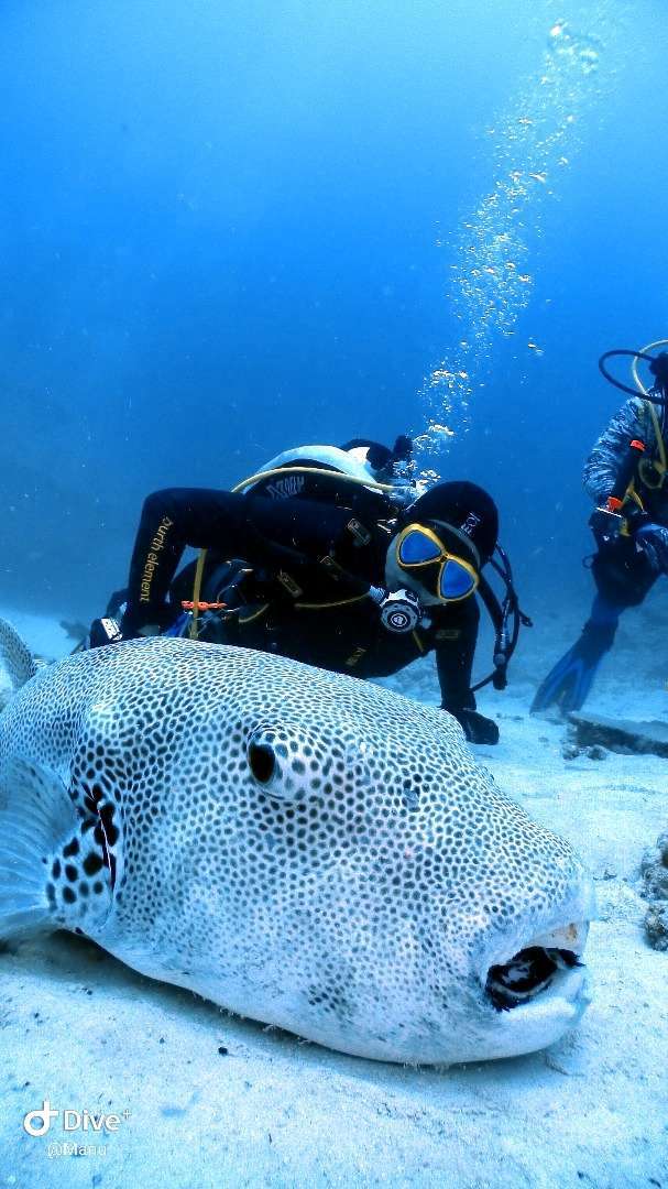 Dive+領路人的帖子