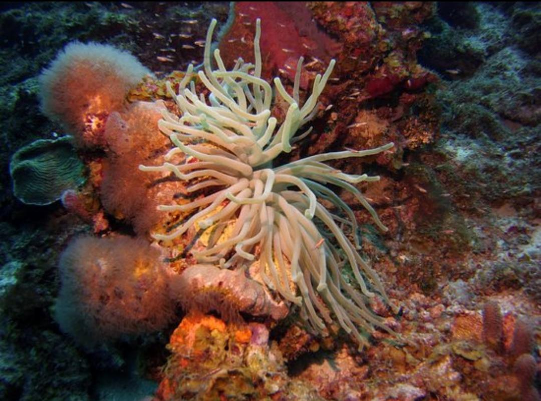 Dive+ Dive Center Selection