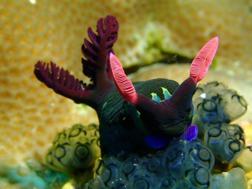 Dive+領(lǐng)路人的帖子