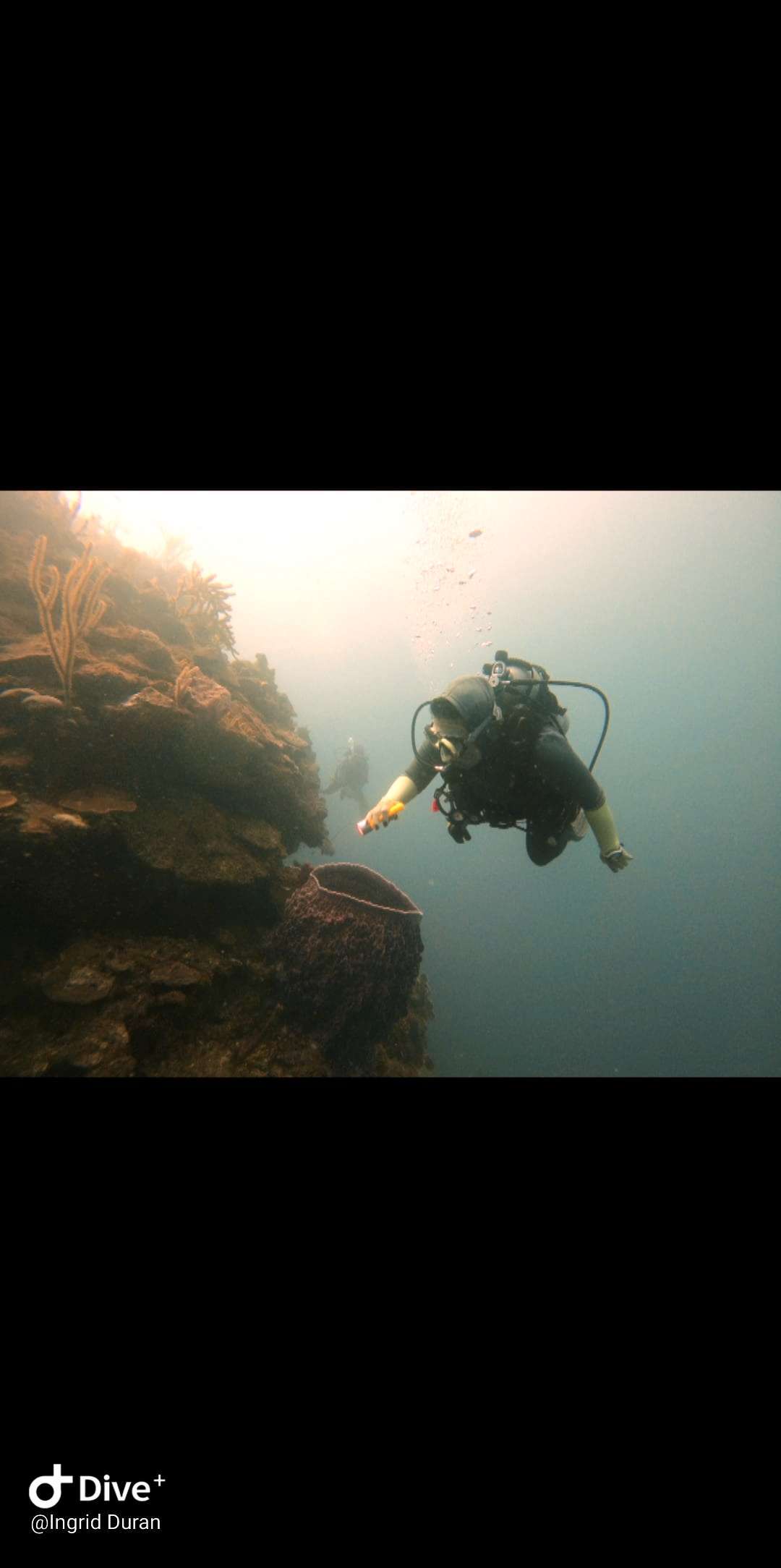 Dive+领路人的帖子