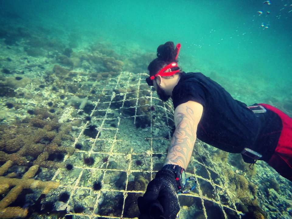 Dive+领路人的帖子
