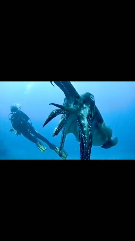 Dive+领路人的帖子