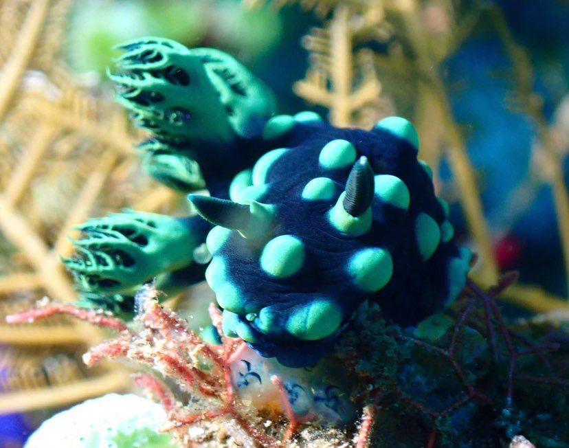 Dive+ Post Selection