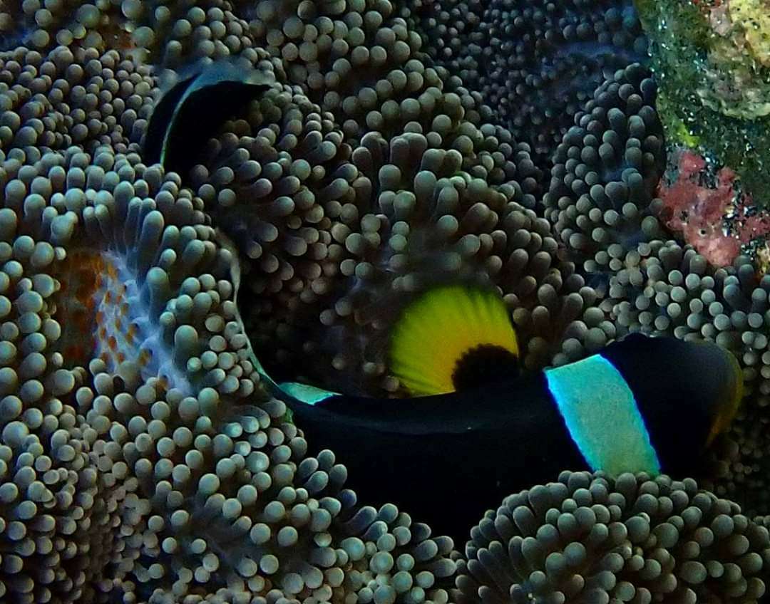 Dive+ Log Selection