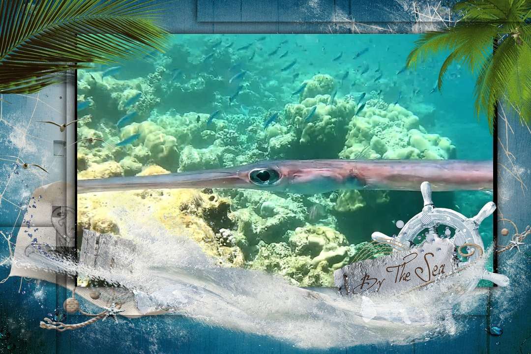 Dive+领路人的帖子
