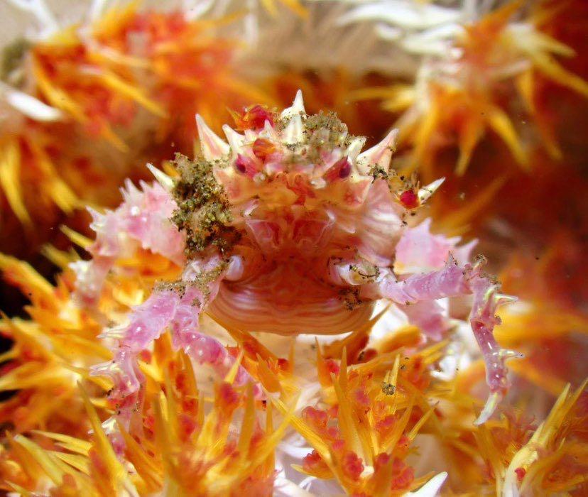 Dive+ Post Selection