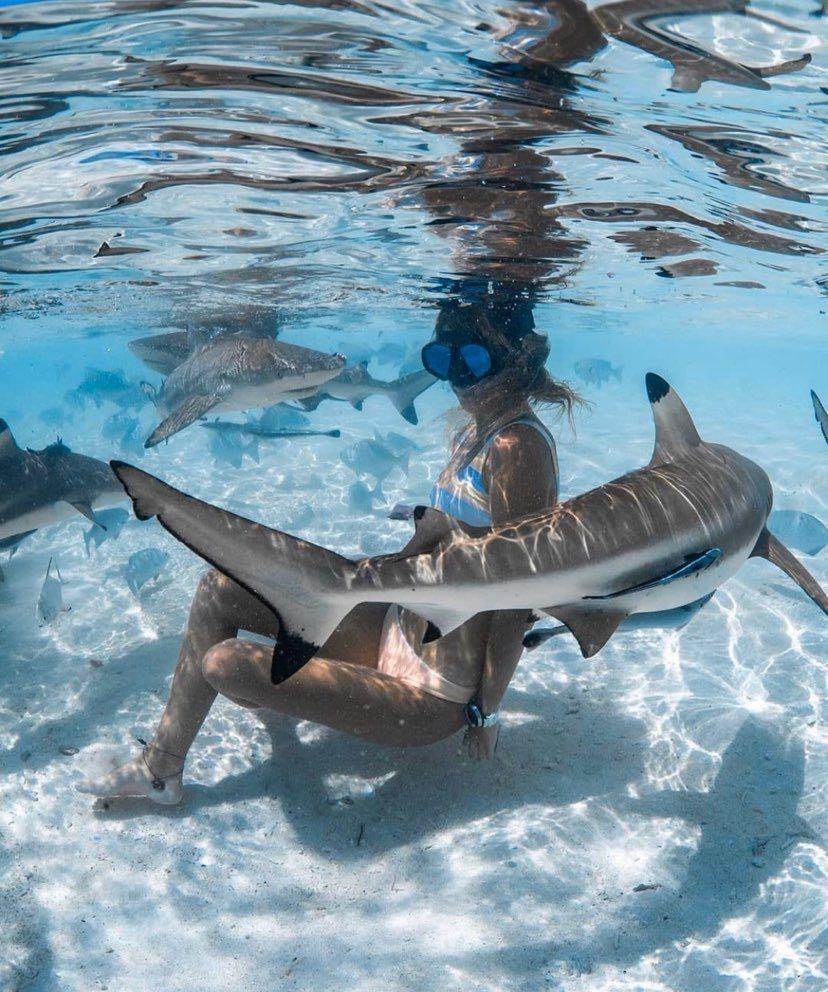 Dive+領路人的帖子