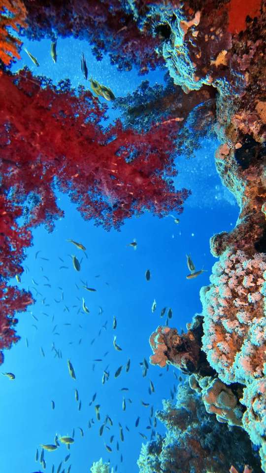 Dive+社區(qū)熱門帖子