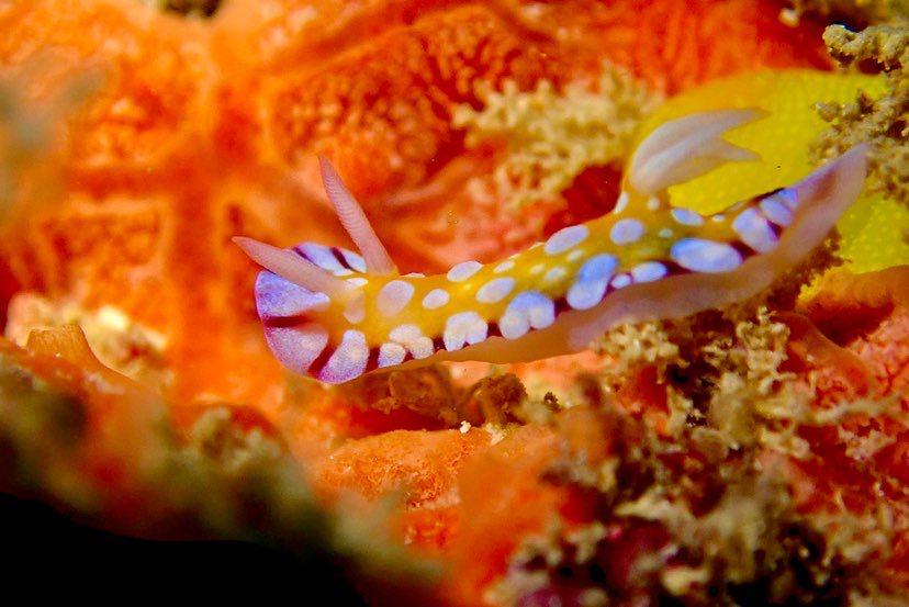 Dive+ Post Selection