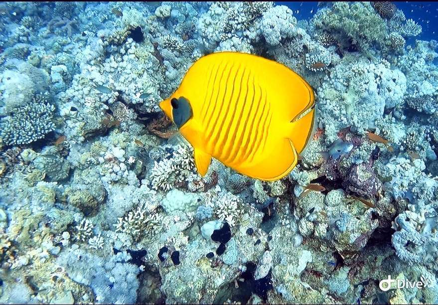 Dive+领路人的帖子