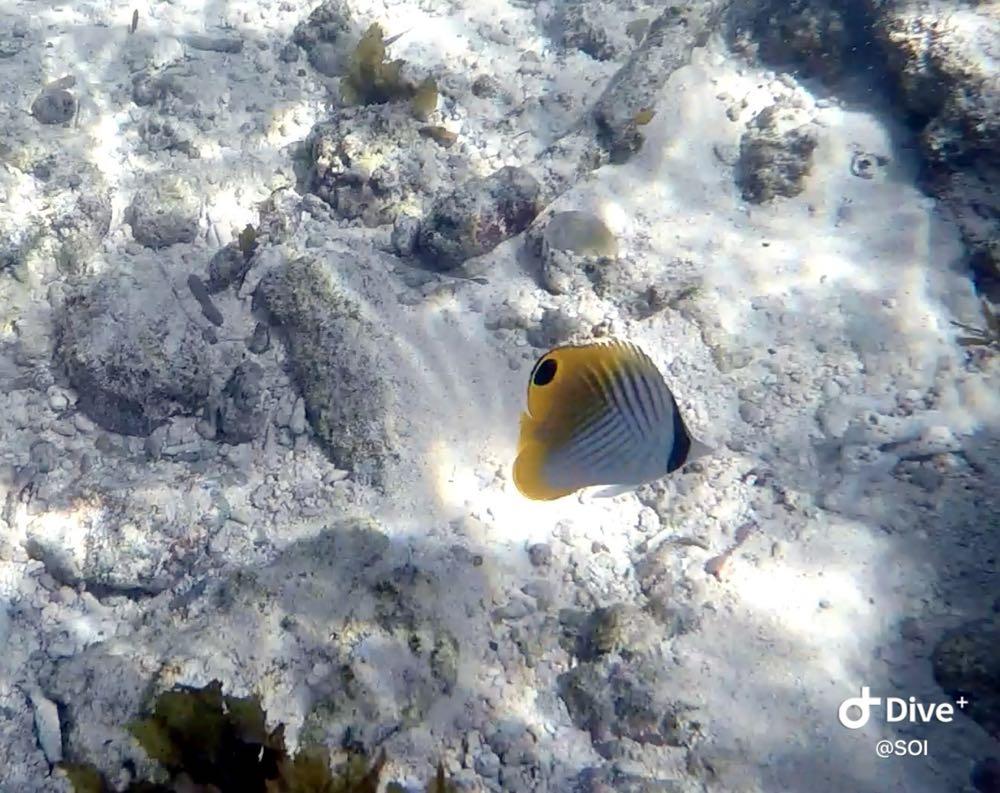 Dive+ Post Selection