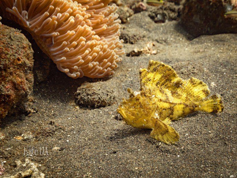 Dive+領路人的帖子