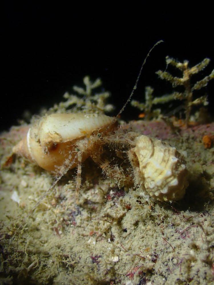 Dive+ Post Selection