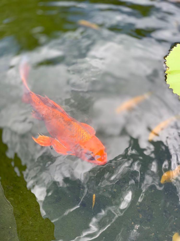 Dive+ Post Selection