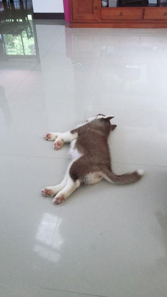 Dive+ Post Selection