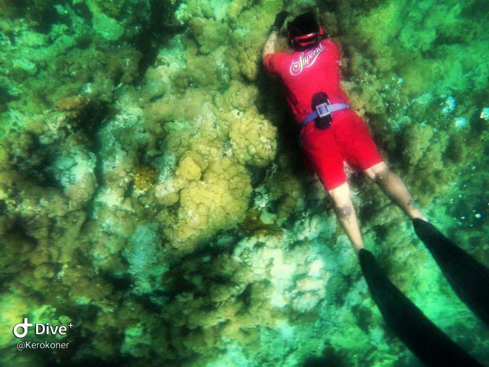 Dive+领路人的帖子