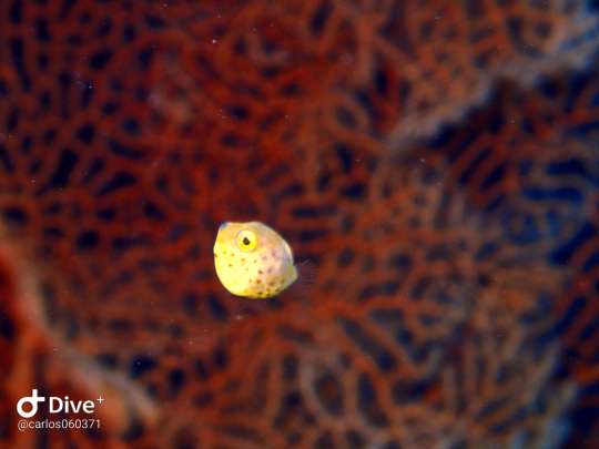 Dive+社區(qū)熱門帖子