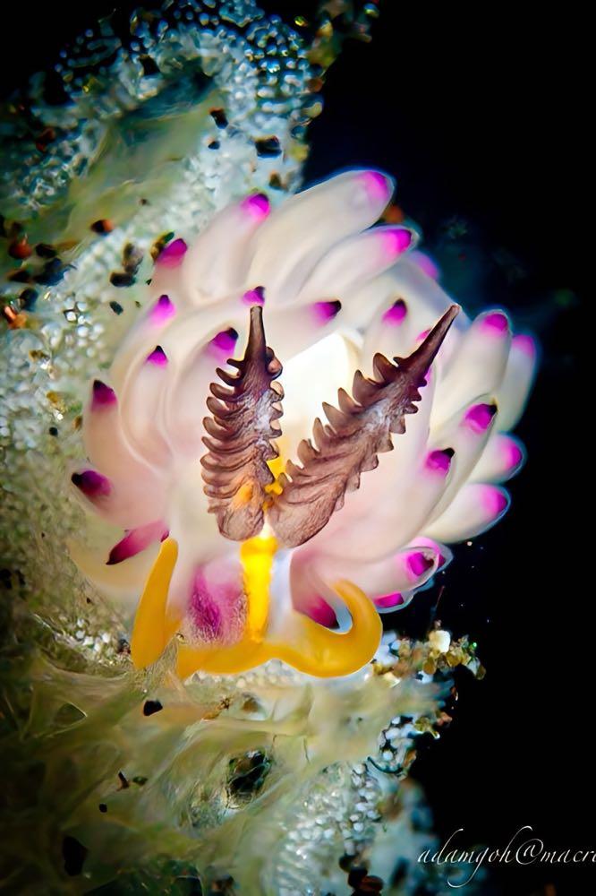 Dive+領路人的帖子