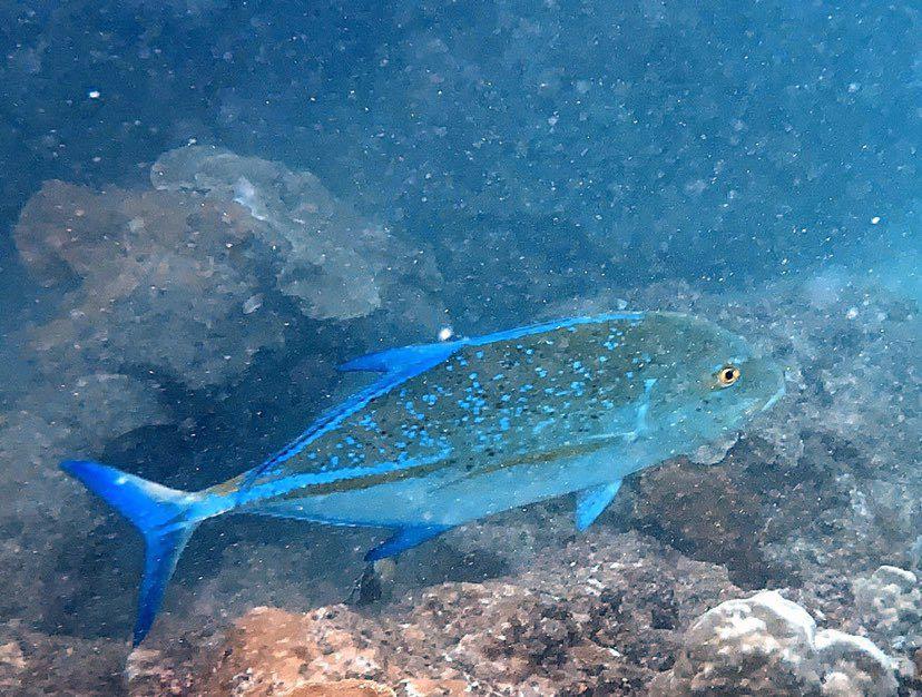 Dive+ Post Selection