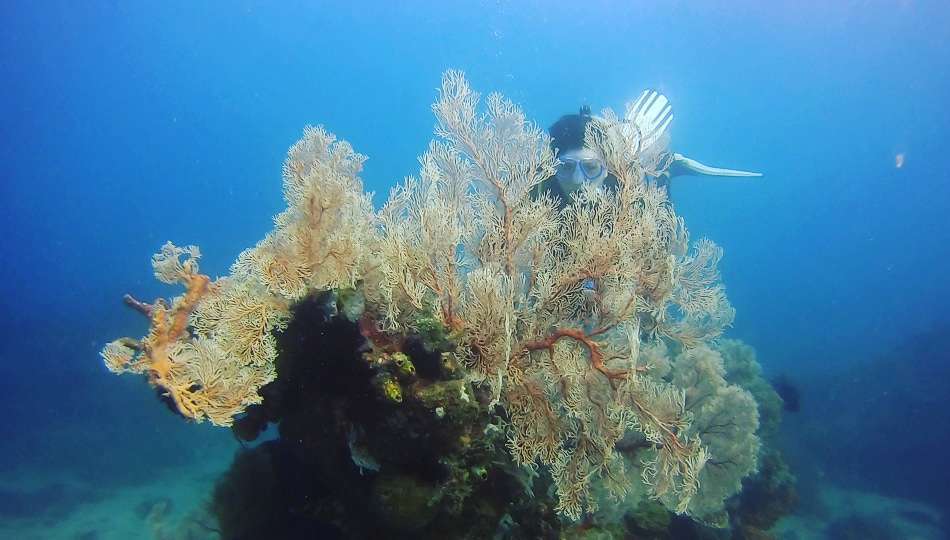 Dive+领路人的帖子