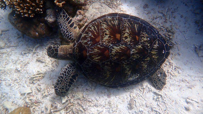 Dive+ Post Selection