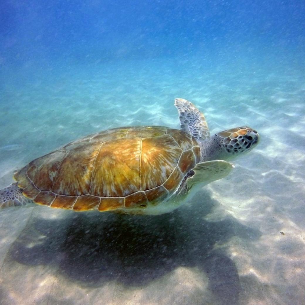 Dive+ Dive Center Selection