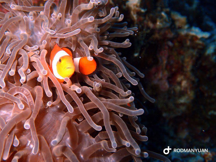 Dive+ Post Selection