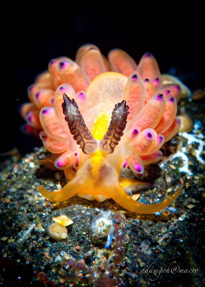 Dive+領路人的帖子