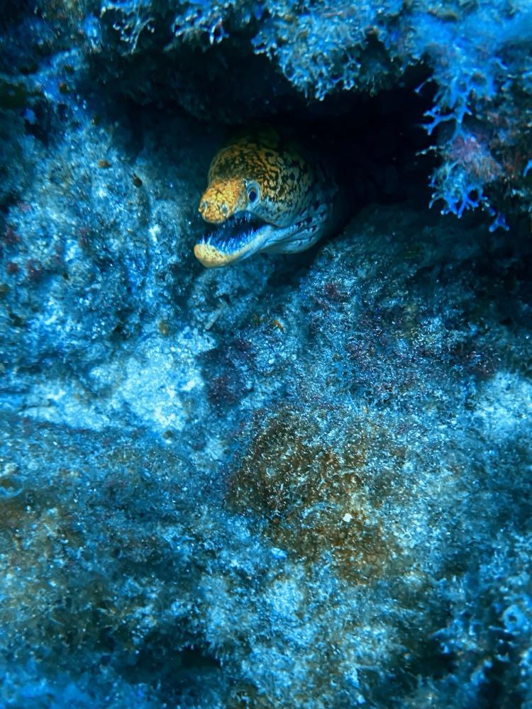 Dive+领路人的帖子