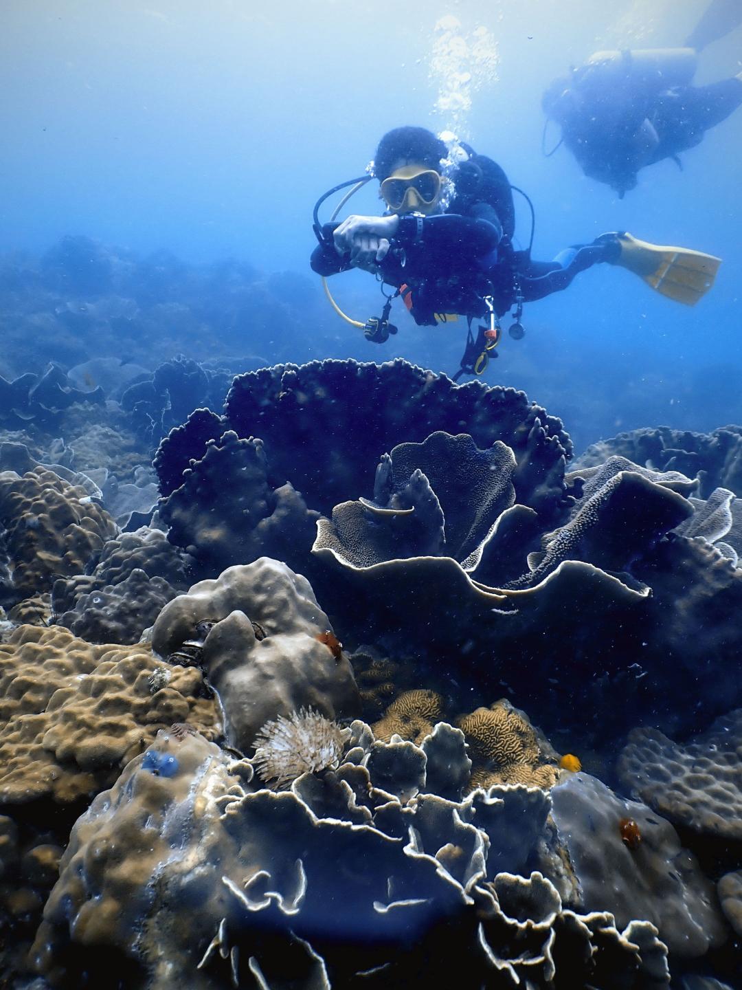 Dive+ Guide Selection