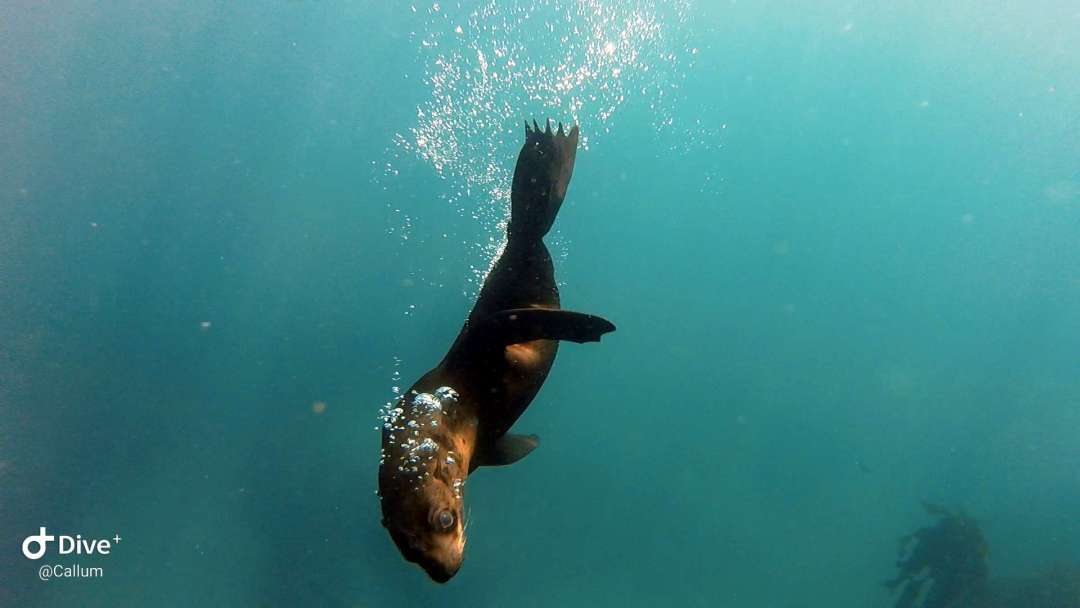 Dive+领路人的帖子