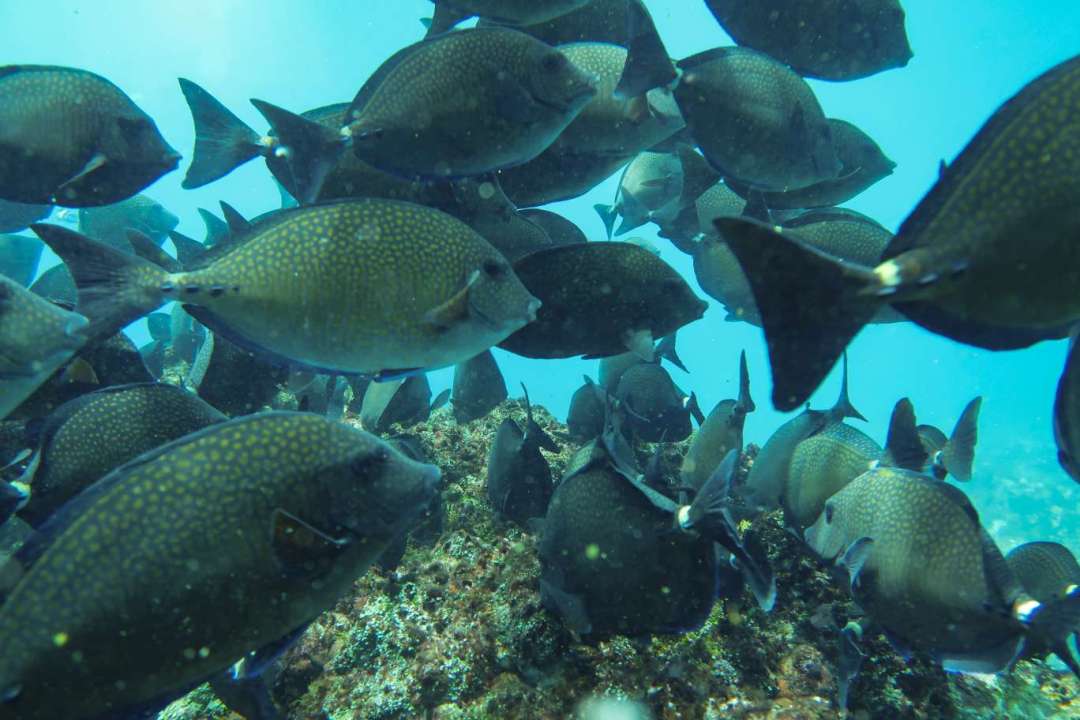Dive+ Log Selection